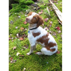Conclusion-For-Best-Brittany-Spaniel-Rescues-in-The-US