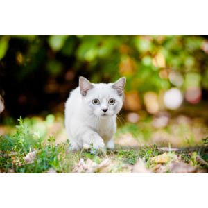 Conclusion-For-Best-Cat-Breeders-in-Australia