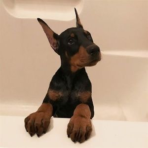 Conclusion-For-Best-Doberman-Rescues-in-The-USA