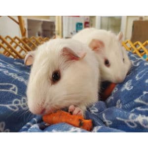 Conclusion-For-Best-Guinea-Pig-Rescues-in-California