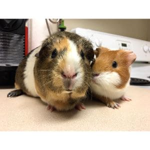 Conclusion-For-Best-Guinea-Pig-Rescues-in-Michigan