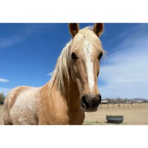 Conclusion-For-Best-Horse-Rescues-in-Colorado