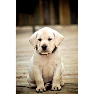 Conclusion-For-Best-Labrador-Breeders-in-Maryland