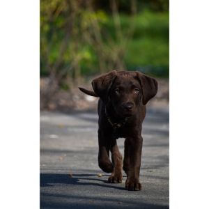 Conclusion-For-Best-Labrador-Breeders-in-Tennessee