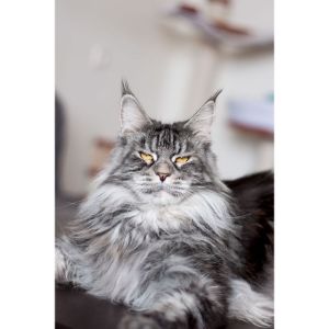 Conclusion-For-Best-Maine-Coon-Breeders-in-UK