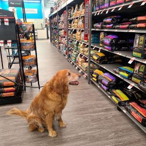 Conclusion-For-Best-Pet-Shops-in-London-UK