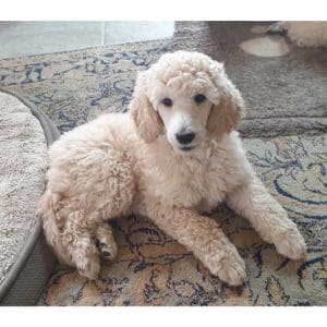 Conclusion-For-Best-Poodle-Breeders-in-Oklahoma