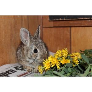 Conclusion-For-Best-Rabbit-Rescues-in-Colorado