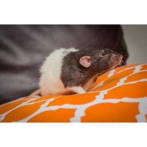 Conclusion-For-Best-Rat-Breeders-in-the-UK