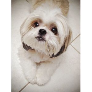 Conclusion-For-Best-Shih-Tzu-Rescues-In-Michigan