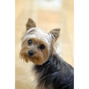 Conclusion-For-Best-Yorkie-Breeders-in-Georgia