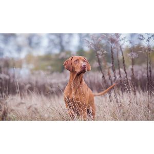 Conclusion-For-Do-You-Have-an-Overweight-Vizsla