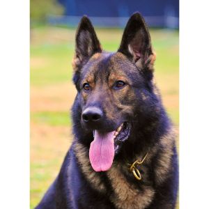 Conclusion-For-German-Shepherd-Rescues-in-North-Carolina