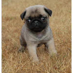 Conclusion-For-Pugs-For-Sale-In-Connecticut-Top-Breeders