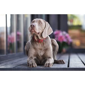 Conclusion-For-Weimaraner-Ear-Cropping-What-You-Need-to-Know