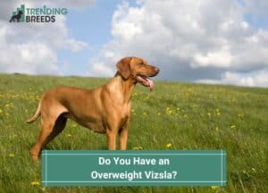 Do-You-Have-an-Overweight-Vizsla-template