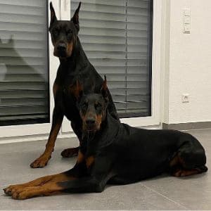 Doberman-Assistance-Rescue-Education-Inc