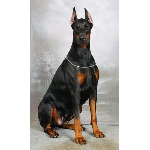 Doberman-Rescue-Unlimited-Inc