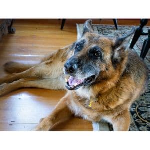 Dogs-Hope-German-Shepherd-All-Breed-Rescue