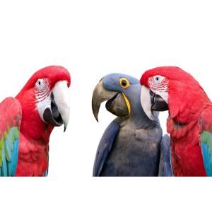 EAST-Exotic-Avian-Sanctuary-of-Tennessee