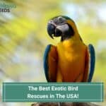 Exotic-Bird-Rescues-in-The-USA-template