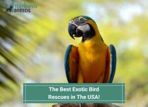 Exotic-Bird-Rescues-in-The-USA-template
