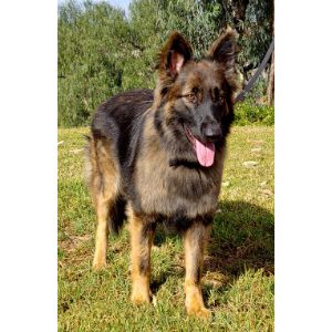 Find-a-German-Shepherd-Rescue-Near-Me-in-Ohio