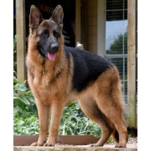 German-Shepherd-Rescue-Adoption-Inc