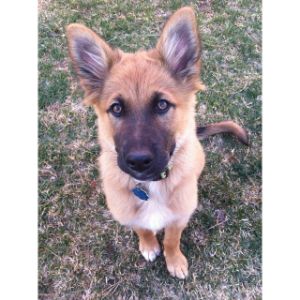 German-Shepherd-Rescue-Shelters-in-Ohio