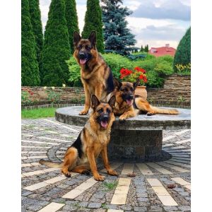 German-Shepherd-Rescue-in-North-Carolina