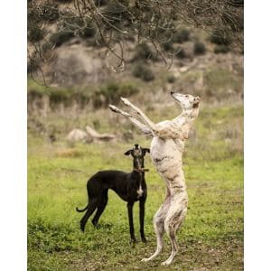 Gold-Coast-Greyhound-Adoptions-GCGA