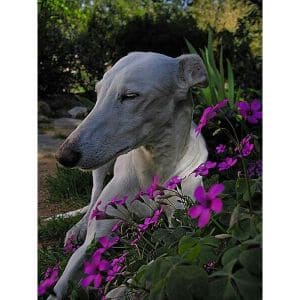 Greyhound-as-Pets