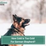 How-Cold-Is-Too-Cold-For-German-Shepherd-template