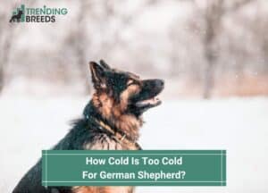 How-Cold-Is-Too-Cold-For-German-Shepherd-template