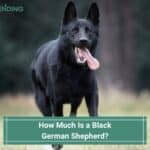 How-Much-Is-a-Black-German-Shepherd-template
