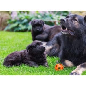 How-To-Choose-The-Right-German-Shepherd-Puppy