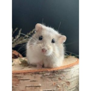 How-To-Choose-a-Hamster-Breeder-in-the-UK