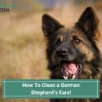 How-To-Clean-a-German-Shepherds-Ears-template