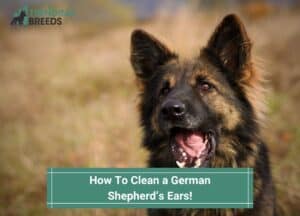 How-To-Clean-a-German-Shepherds-Ears-template