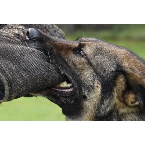 How-To-Stop-Your-German-Shepherd-From-Biting