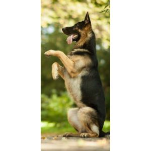 How-to-Choose-a-German-Shepherd-Rescue-Dog-in-North-Carolina