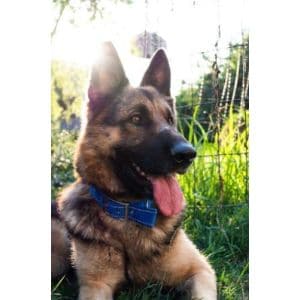 How-to-Choose-a-German-Shepherd-Rescue-Dog-in-Ohio