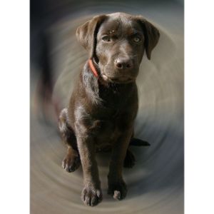 How-to-Choose-a-Labrador-Breeder-in-Tennessee