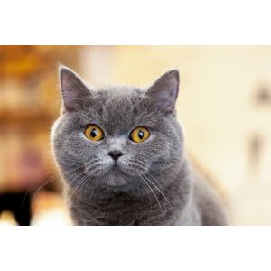 How-to-Choose-the-Best-Cat-Breeders-in-Australia