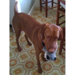 Identifying-an-Overweight-Vizsla