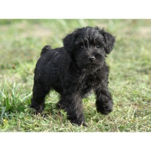 Important-Questions-to-Ask-the-Schnoodle-Breeders-in-Virginia