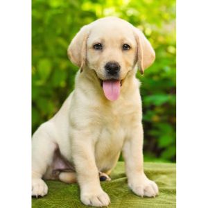 Johnsons-Labrador-Retrievers