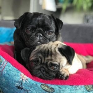 Kayjo-Pugs