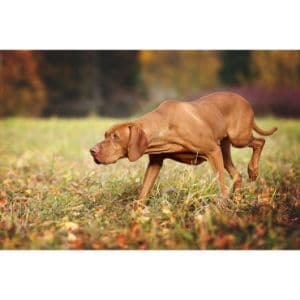 Keep-Your-Vizsla-in-a-Healthy-Environment