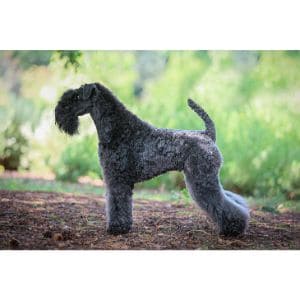 Kerry-Blue-Terrier